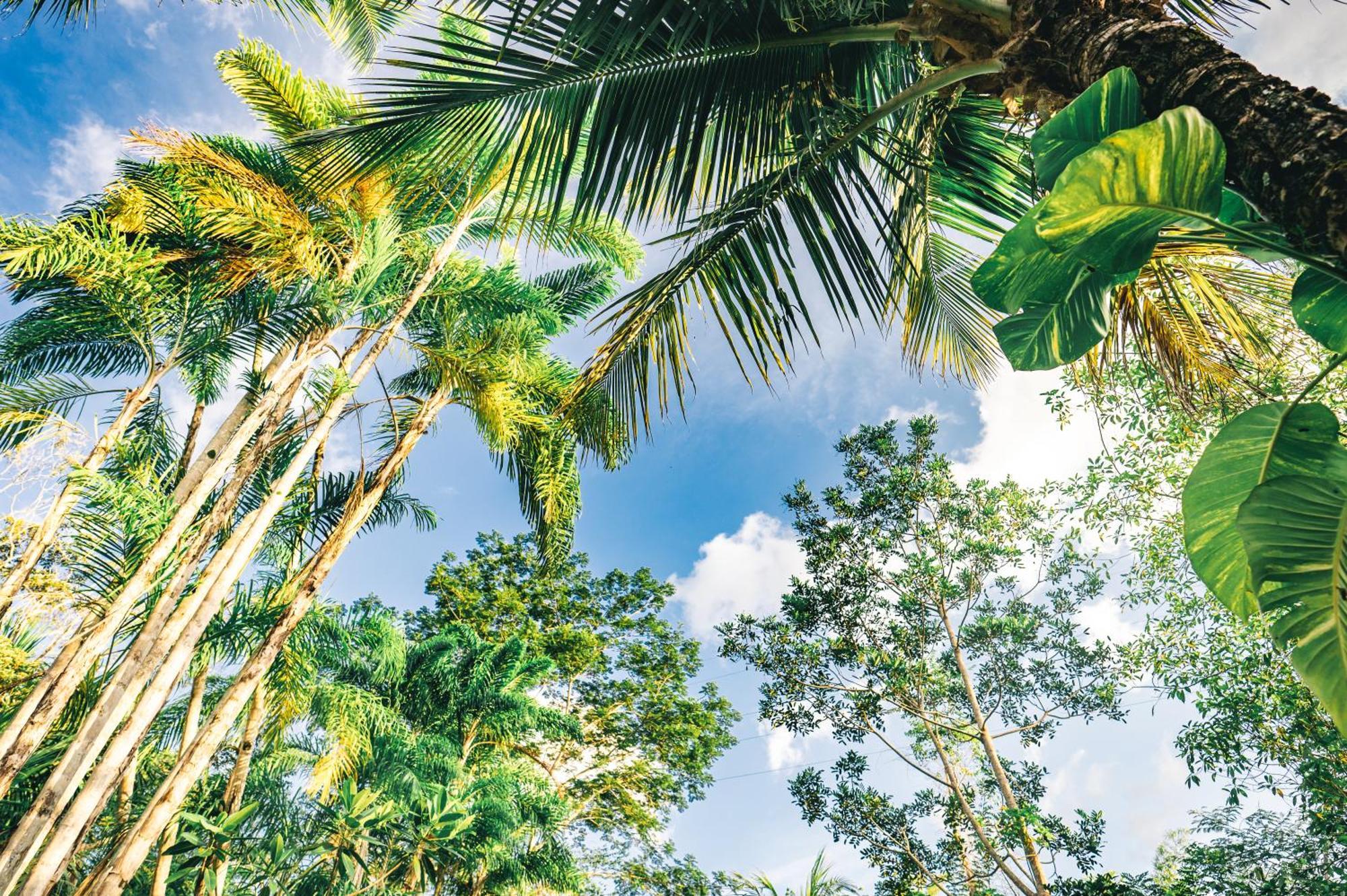 Huingos Eco Lodge Tarapoto Cameră foto